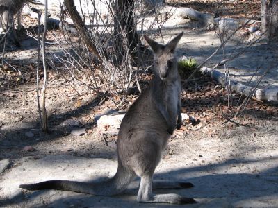 Australia_Apr_J_2006_021.jpg
